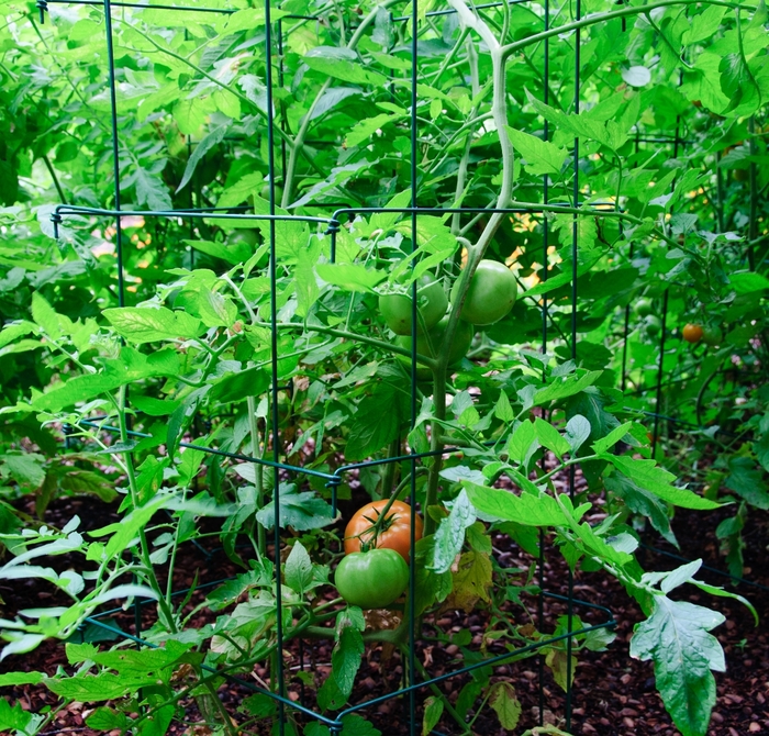 Tomato - Lycopersicon esculentum Tomato - Lycopersicon esculentum