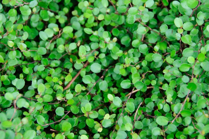 Muehlenbeckia (Creeping Wire Vine) - Muehlenbeckia axillaris Muehlenbeckia (Creeping Wire Vine) - Muehlenbeckia axillaris