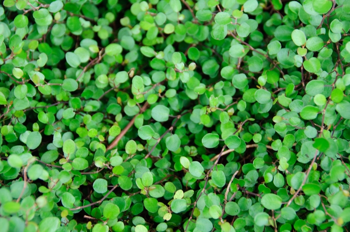 Muehlenbeckia (Creeping Wire Vine) - Muehlenbeckia axillaris