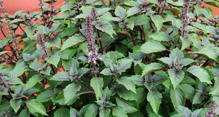 Basil - Ocimum basilicum Herbalea™ 'Wild Magic'