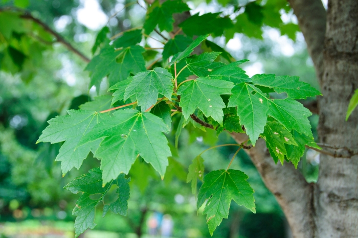 Red Maple - Acer rubrum 'Sun Valley'