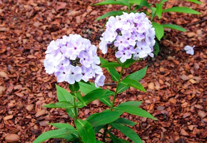 Garden Phlox - Phlox paniculata Flame™ Blue Flame®