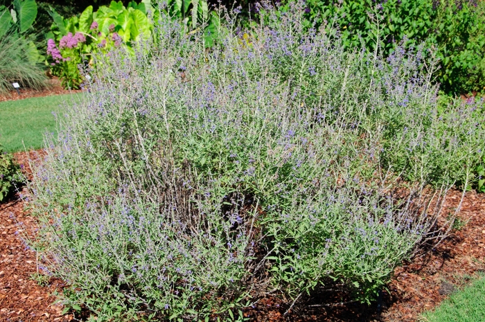 Russian Sage - Perovskia atriplicifolia 'Crazy Blue'