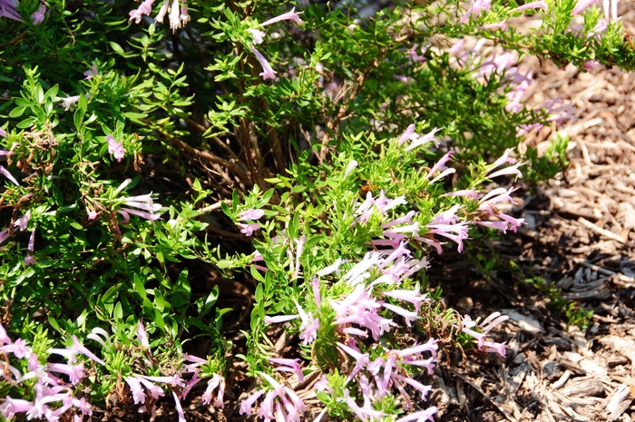 Oregano - Poliomentha longiflora 'Mexican'