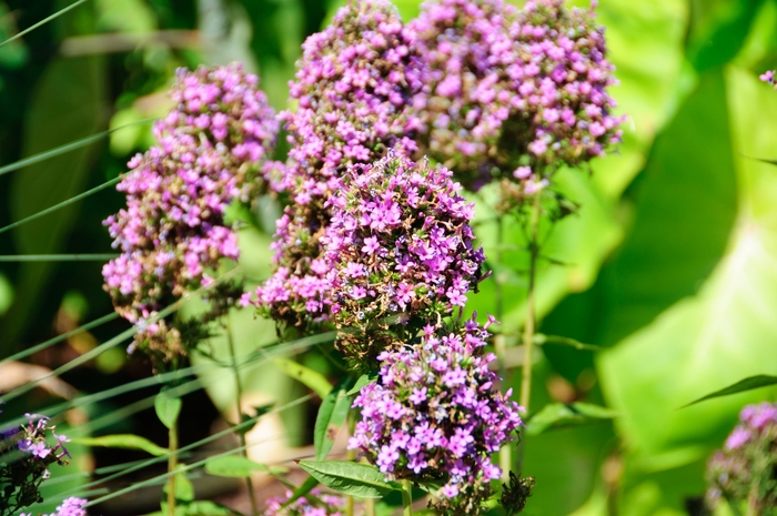 Garden Phlox - Phlox paniculata 'Jeana'