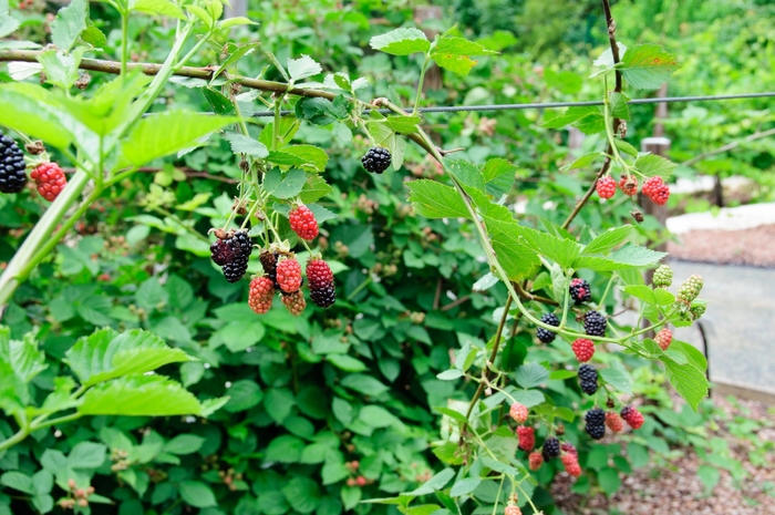Blackberry - Rubus fruticosa 'Chester' Blackberry - Rubus fruticosa 'Chester'