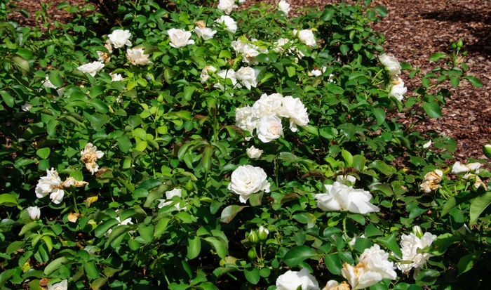 Meidiland® White Rose - Rosa 'MEIcoublan'