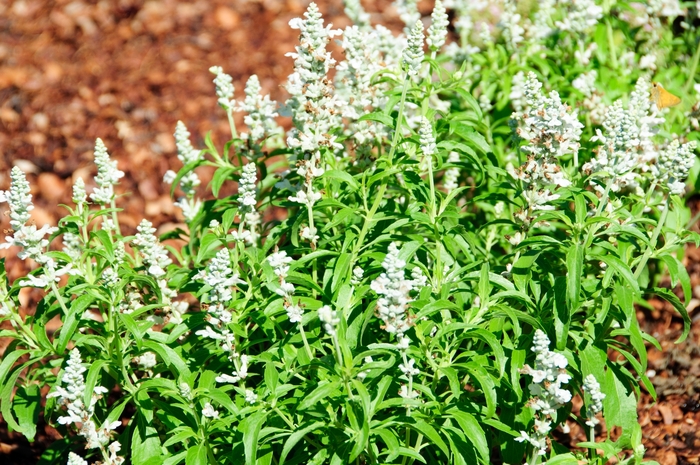 Salvia - Salvia farinacea 'Cathedral White'