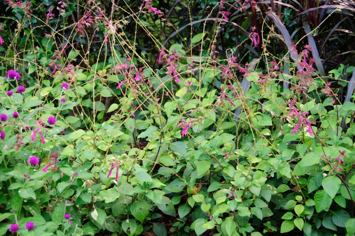 Salvia - Salvia hybrid 'Wendy's Wish'