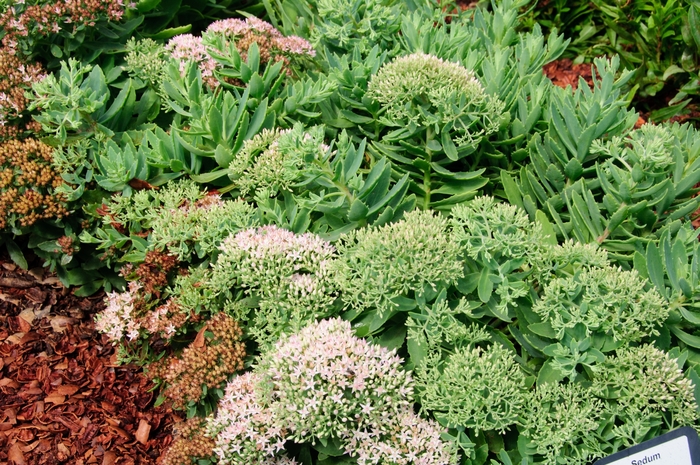 Stonecrop - Sedum 'Pure Joy' Stonecrop - Sedum 'Pure Joy'