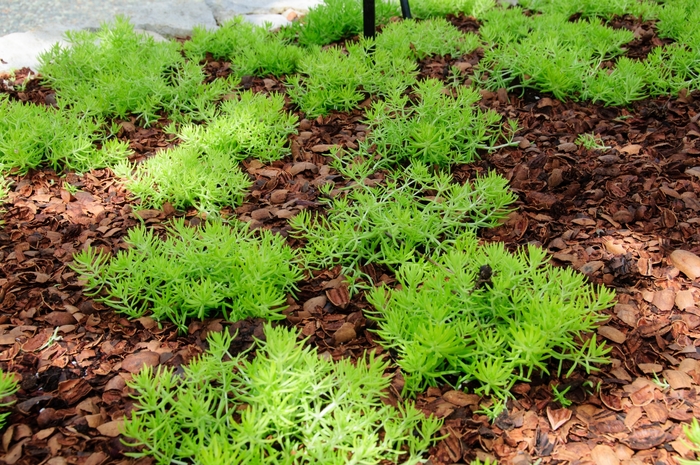 Lemon Coral® - Sedum mexicanum