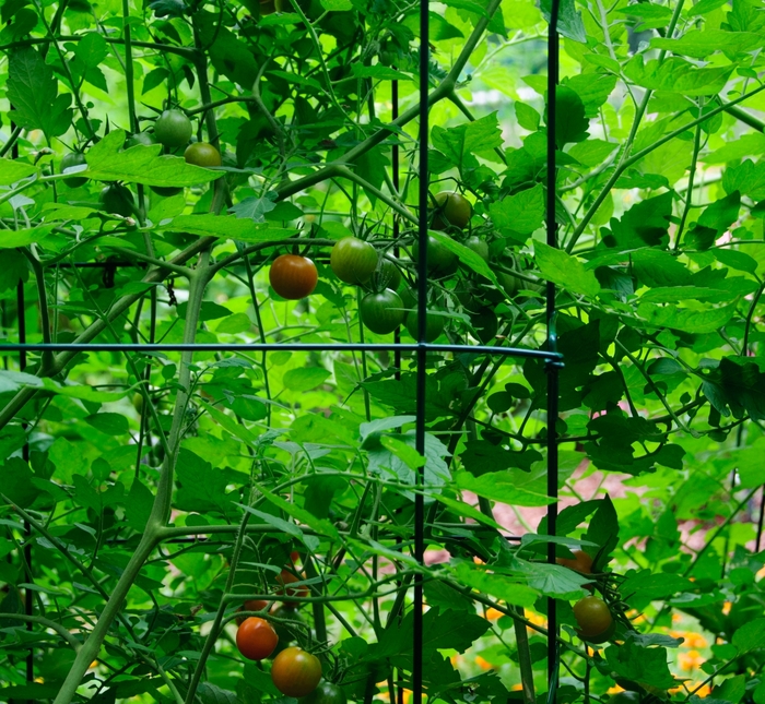 Tomato - Lycopersicon esculentum 'Orange Zinger' Tomato - Lycopersicon esculentum 'Orange Zinger'