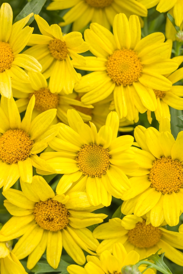 Marguerite Daisy - Argyranthemum frutescens 'Golden Butterfly™'