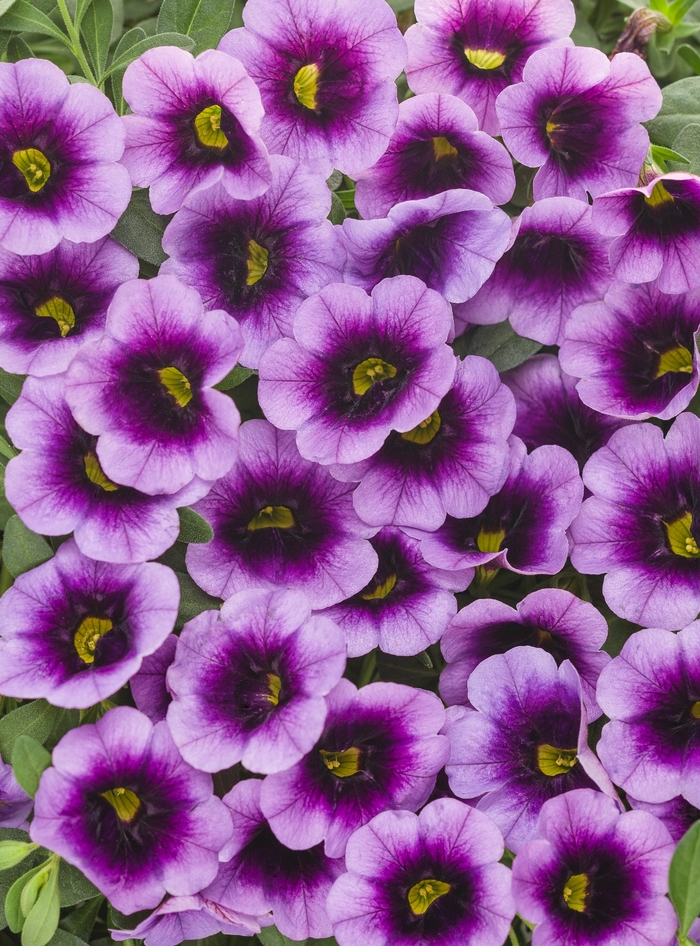 Superbells® Million Bells - Calibrachoa 'Blue Moon Punch™' Superbells® Million Bells - Calibrachoa 'Blue Moon Punch™'