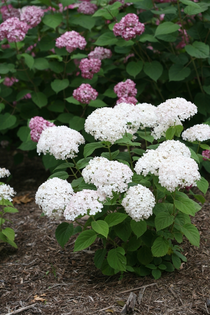 Invincibelle Wee White® - Hydrangea arborescens Invincibelle Wee White® - Hydrangea arborescens