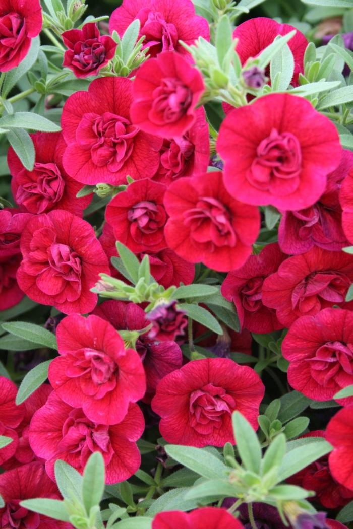 Superbells® Double Ruby - Calibrachoa 'Double Ruby' PPAF (Double Calibrachoa)