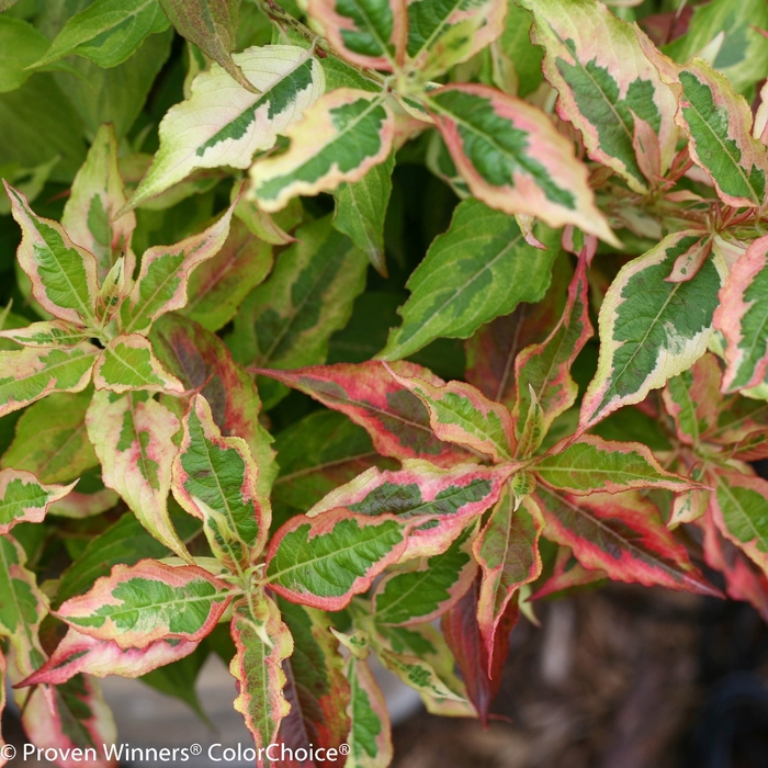 My Monet® 'Sunset' - Weigela florida My Monet® 'Sunset' - Weigela florida