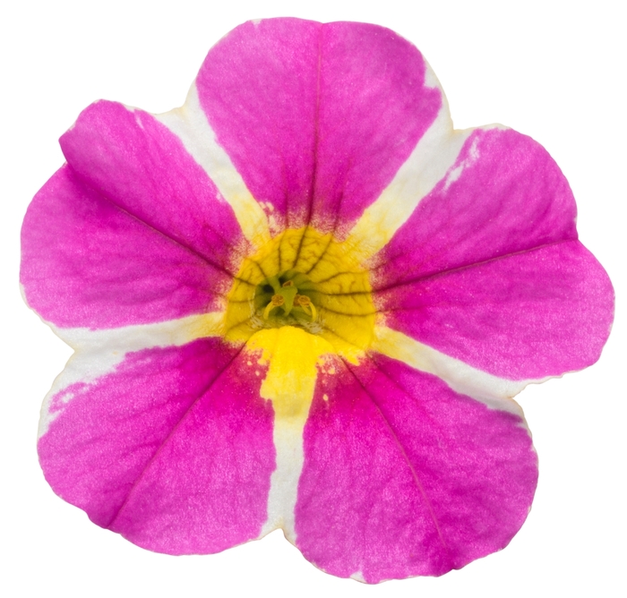 Superbells® Rising Star™ - Calibrachoa 'Rising Star™' PPAF (Calibrachoa) Superbells® Rising Star™ - Calibrachoa 'Rising Star™' PPAF (Calibrachoa)