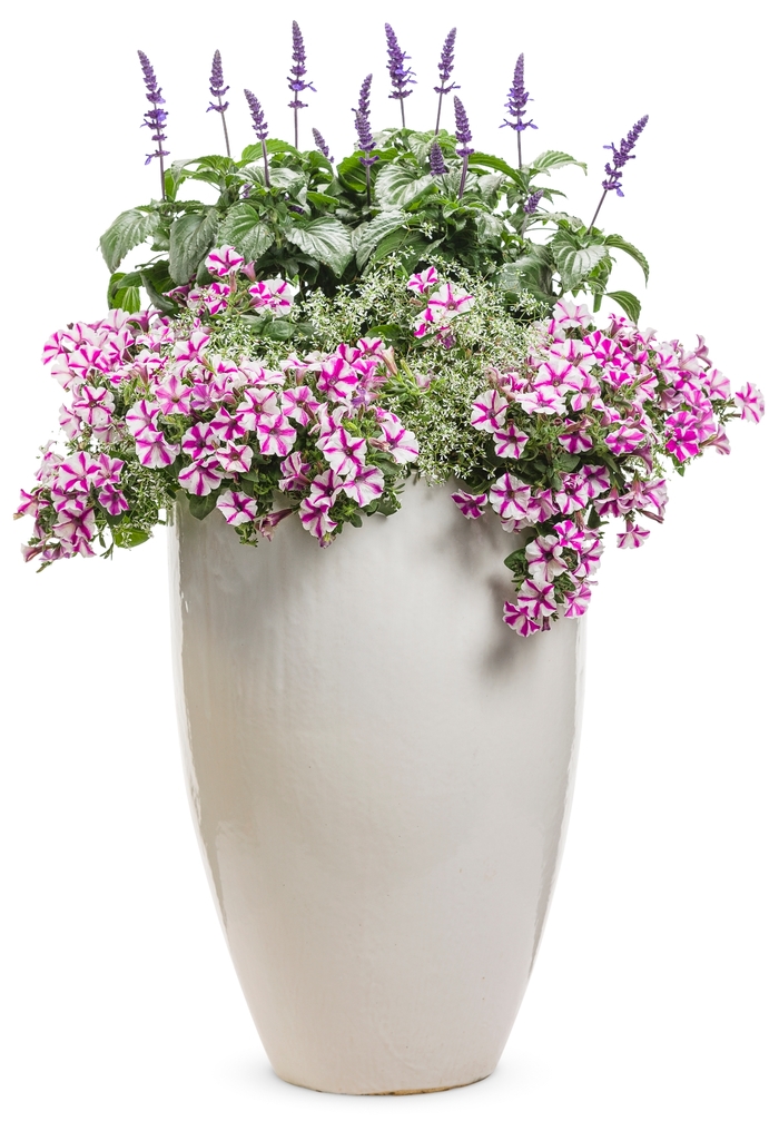 Supertunia® Petunia - Petunia 'Lovie Dovie™'