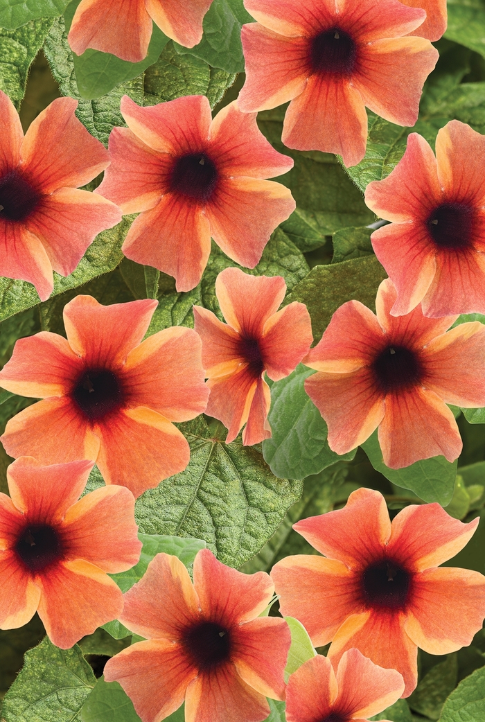 A-Peel® Black-Eyed Susan Vine - Thunbergia alata 'Tangerine Slice' A-Peel® Black-Eyed Susan Vine - Thunbergia alata 'Tangerine Slice'