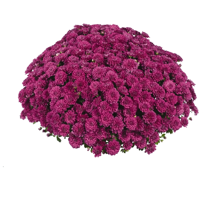 'Meridian Cherry Purple' Garden Mum - Chrysanthemum x morifolium