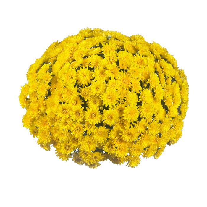 Garden Mum - Chrysanthemum Sunbeam Yellow Garden Mum - Chrysanthemum Sunbeam Yellow