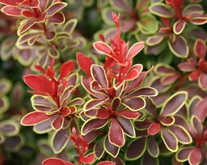 Admiration Barberry - Berberis thunbergii 'Admiration' Admiration Barberry - Berberis thunbergii 'Admiration'
