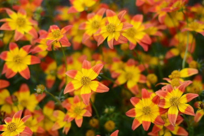 Bidens - Bidens ferulifolia 'Beedance® Painted Red ' Bidens - Bidens ferulifolia 'Beedance® Painted Red '
