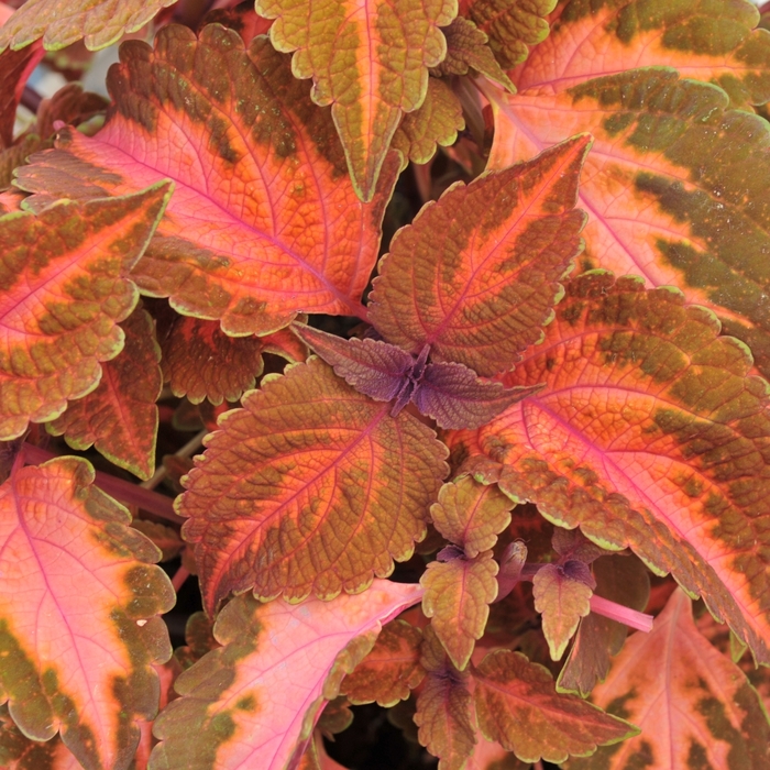 Coleus - Solenostemon scutellariodes 'Main Street Sunset Boulevard'