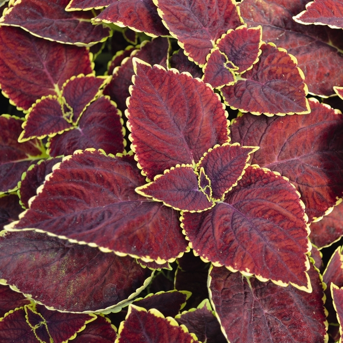 Coleus - Solenostemon scutellarioides 'Main Street Broad Street'