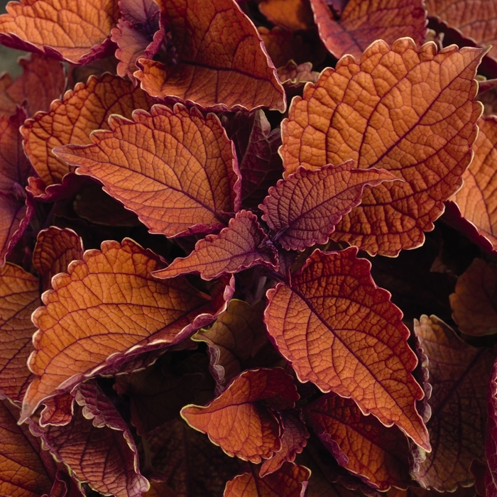 Coleus - Coleus Main Street 'Wall Street™'