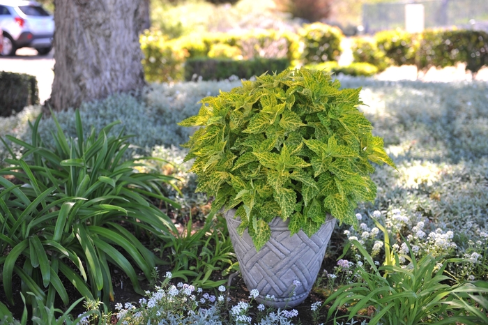 Main Street River Walk - Coleus