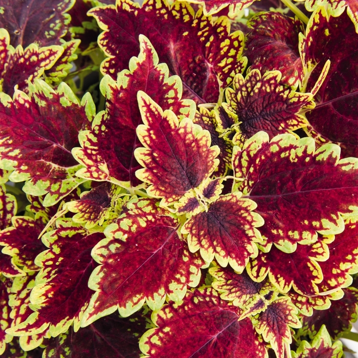 Main Street Oxford Street - Coleus Main Street Oxford Street - Coleus