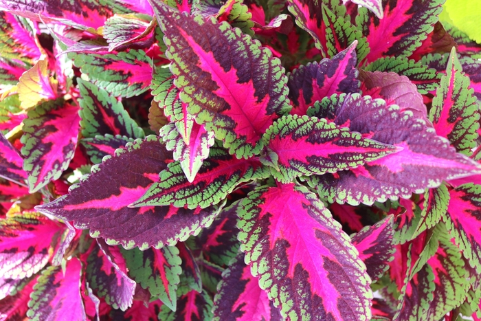 Coleus - Solenostemon scutellarioides 'Main Street Ruby Road'