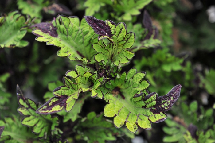 Coleus - Solenostemon scutellarioides 'Main Street Rodeo Drive' Coleus - Solenostemon scutellarioides 'Main Street Rodeo Drive'