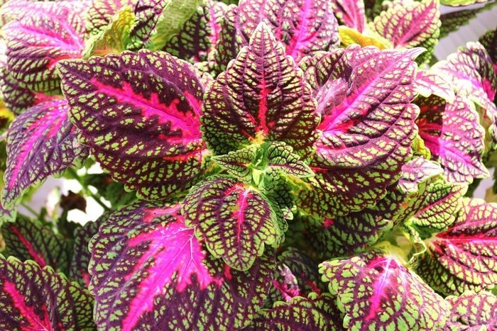 Coleus - Solenostemon scutellarioides 'Main Street La Rambla'