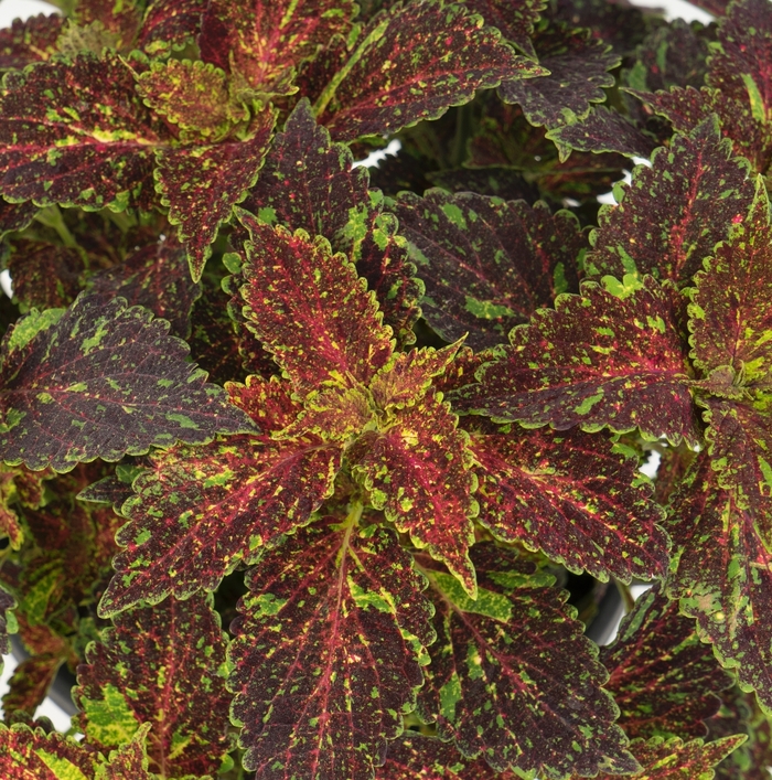 Coleus - Solenostemon scutellarioides 'Main Street Michigan Avenue'