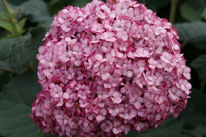 Invincibelle® Mini Mauvette® - Hydrangea arborescens Invincibelle® Mini Mauvette® - Hydrangea arborescens