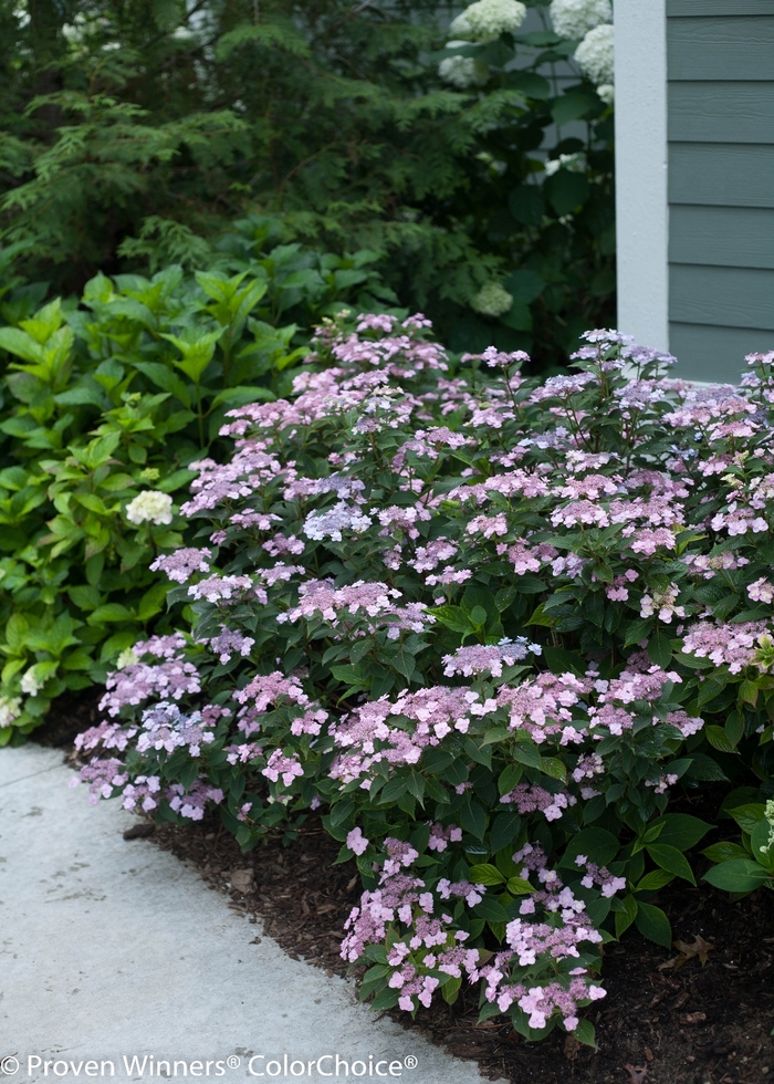 'Tiny Tuff Stuff™' Mountain Hydrangea - Hydrangea serrata