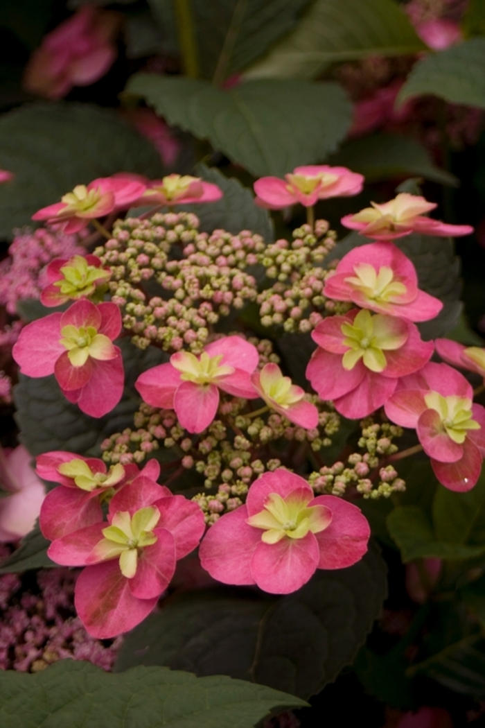 Tuff Stuff™ Red - Hydrangea serrata 'Tuff Stuff Red' Tuff Stuff™ Red - Hydrangea serrata 'Tuff Stuff Red'
