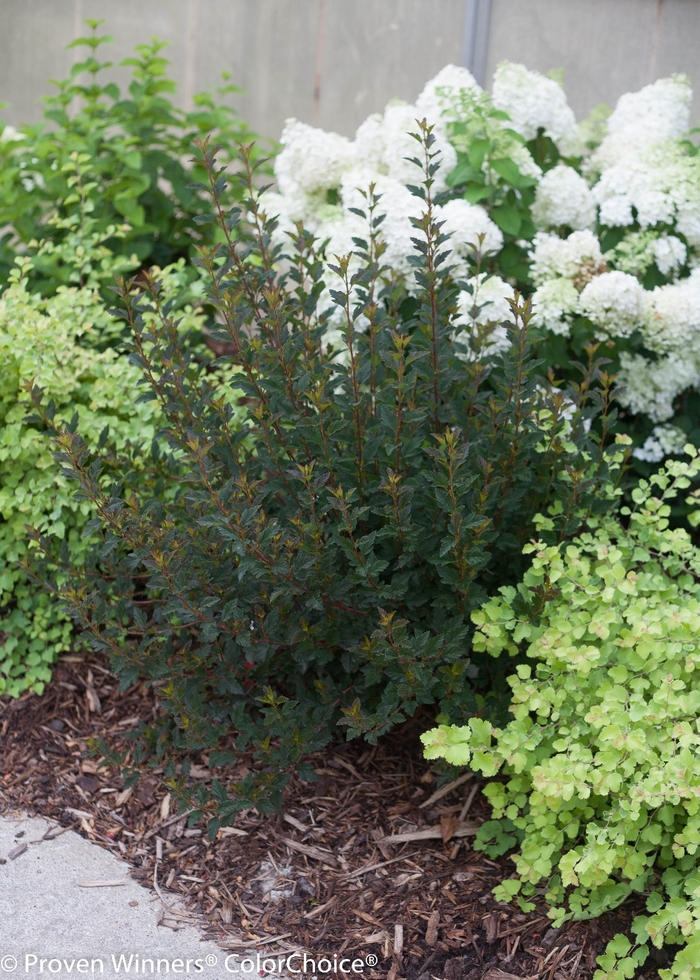 Ninebark - Physocarpus opulifolius 'Tiny Wine®' Ninebark - Physocarpus opulifolius 'Tiny Wine®'