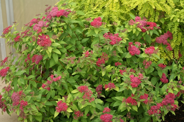 Double Play® Red - Spiraea japonica
