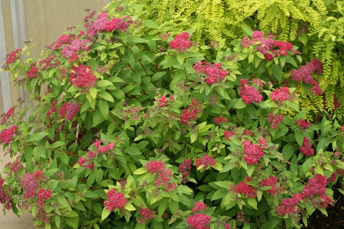 Double Play® Red - Spiraea japonica Double Play® Red - Spiraea japonica