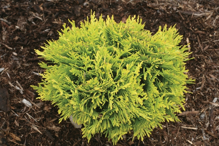 'Anna's Magic Ball®' Arborvitae - Thuja occidentalis 'Anna's Magic Ball®' Arborvitae - Thuja occidentalis