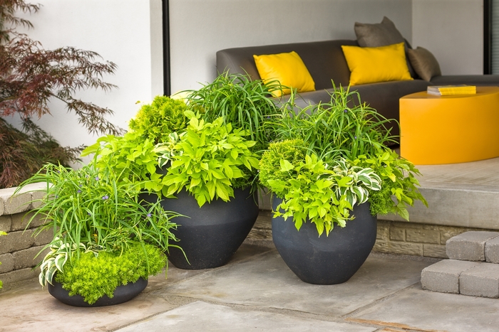 Anna's Magic Ball® - Thuja occidentalis Anna's Magic Ball® - Thuja occidentalis
