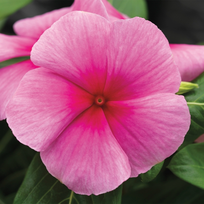 Annual Vinca; Periwinkle - Catharanthus roseus 'Cora Strawberry' Annual Vinca; Periwinkle - Catharanthus roseus 'Cora Strawberry'