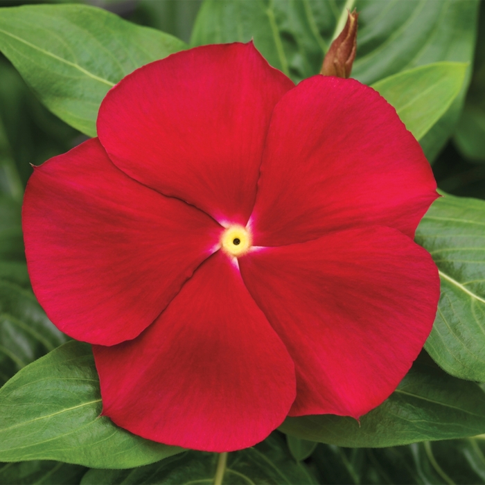 Annual Vinca; Periwinkle - Catharanthus roseus 'Cora Lavender' Annual Vinca; Periwinkle - Catharanthus roseus 'Cora Lavender'