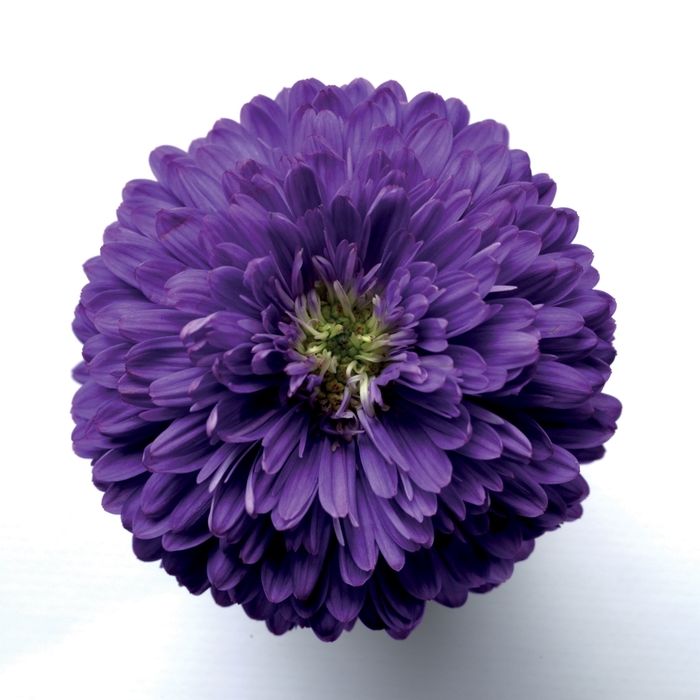 Aster - Aster novi-belgii 'Henry I Purple' Aster - Aster novi-belgii 'Henry I Purple'