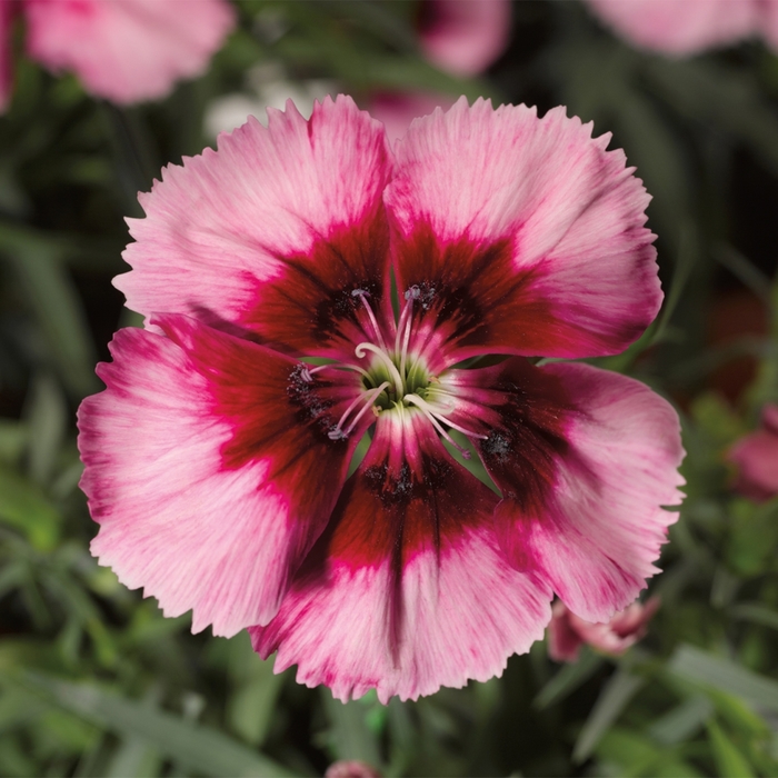 Pinks - Dianthus chinensis 'Venti Parfait Crimson Eye' Pinks - Dianthus chinensis 'Venti Parfait Crimson Eye'
