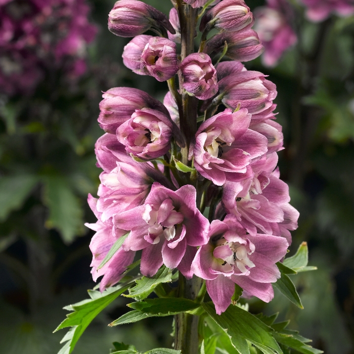 Larkspur - Delphinium elatum 'Rose White Bee' Larkspur - Delphinium elatum 'Rose White Bee'